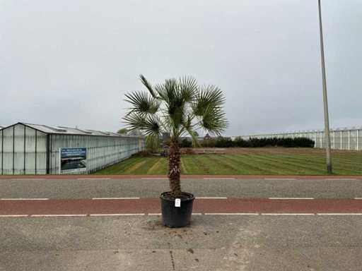 Palmen-Mehrstämmige (Chamaerops Humilis)