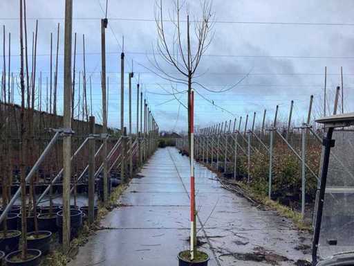 Pollard willow - Topiary trees (3x)