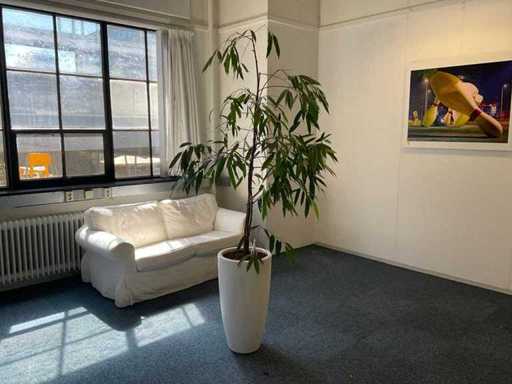 Plante hydroponique avec pot