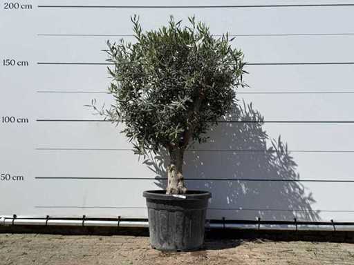 Olive tree spherical - Olea Europaea - approx. 25 years old - height approx. 170 cm