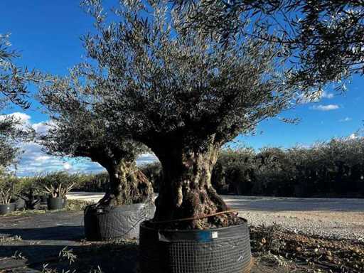  Olijfboom in een voorbeeldige mand