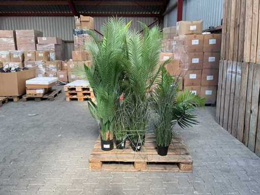 Kunstpflanzen – (8x)