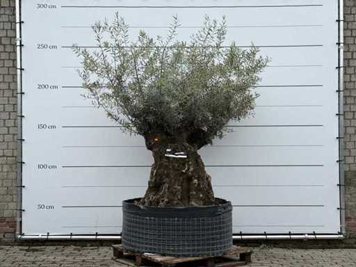 Olive tree Bonsai XL - Olea Europaea - approx. 150 years old - height approx. 250 cm