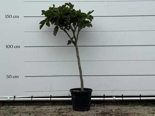Figuier - Ficus Carica - hauteur environ 160 cm