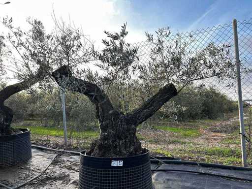 Centuries-old olive tree in basket