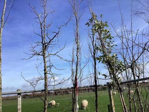 Groene Beuk - Vormboom