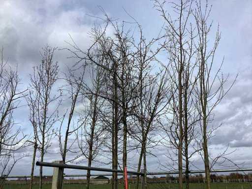 Roter Zierapfel – Zierbaum