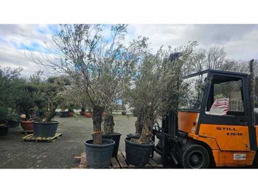 Set exclusiv: 4x Măslini Străvechi (aprox. 120 de ani) - Giganți Mediteraneeni