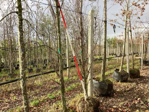 Buk kolumnowy zielony – drzewo parkowe (2x)