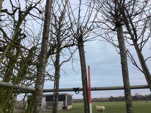 Yoshino Cherry - Ornamental Tree