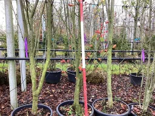 Măr ornamental - Arbore topiar