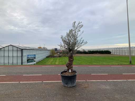 Olijfboom (Olea Europaea Lessini)