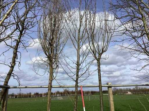Hornbeam - Topiary tree