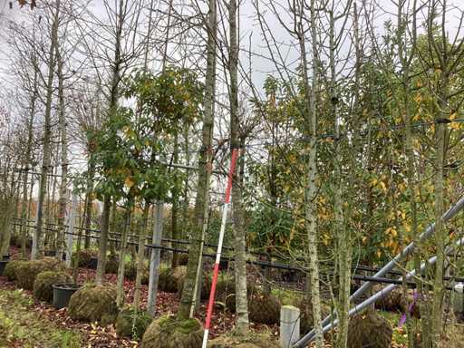 Lipa drobnolistna – drzewo ozdobne