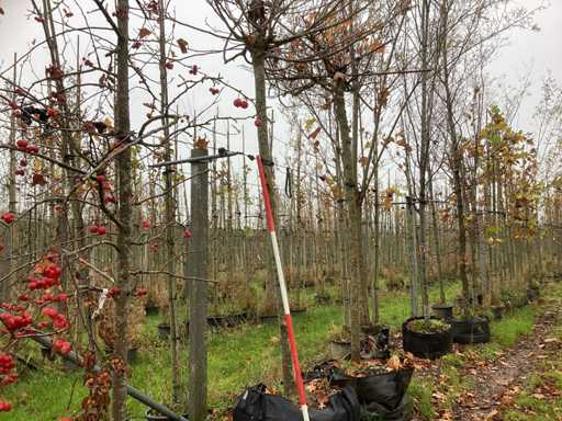 Platan de acoperiș - Arbore de acoperiș