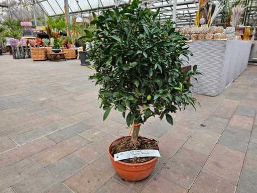 Arbore exotic Kumquat - Portocaliu pitic mediteranean, aprox. 100 cm