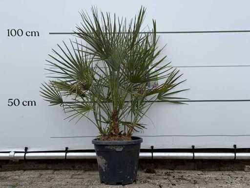 European dwarf palmetto M - Chamaerops Humilis - height approx. 100 cm