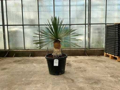 Palmier (Yucca rostrata)