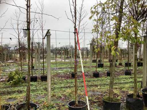 Porzeczka - Drzewo alejowe