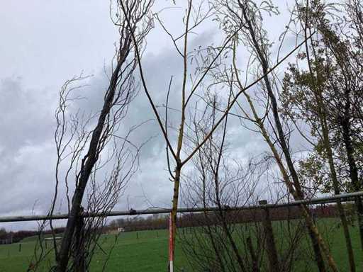 Gele wilg - Vormboom