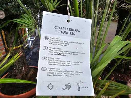 Imponująca karłowata palma (Chamaerops humilis) w niebieskiej stalowej lufie – 200 cm