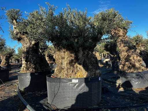 Olive tree in basket Specimen