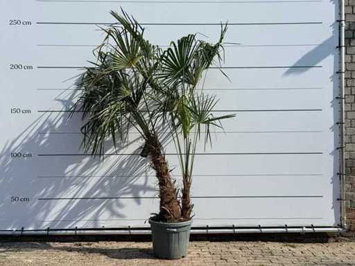 Chinese fan palm double stem - Trachycarpus Fortunei - height approx. 240 cm