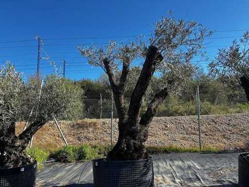 Jahrhundertealter Olivenbaum im Korb