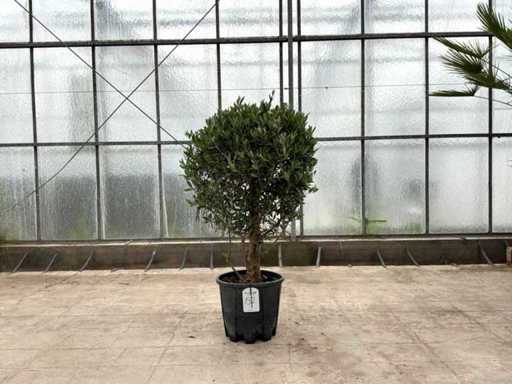 Drzewo oliwne (Olea europaea lessini)