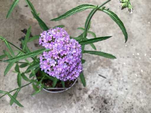 Verbena (30)