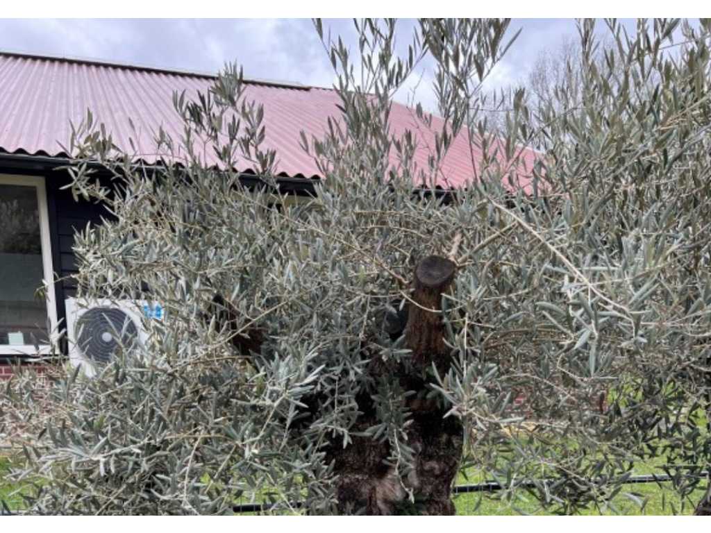 Olivenbaum. Stammumfang 120 - 140 cm. 