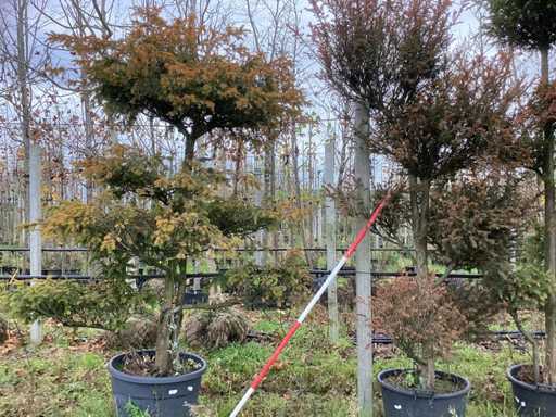 Venijnboom - Copac topic (2x)