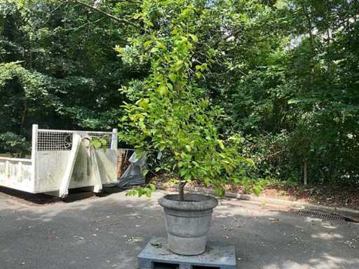 Zitronenbaum