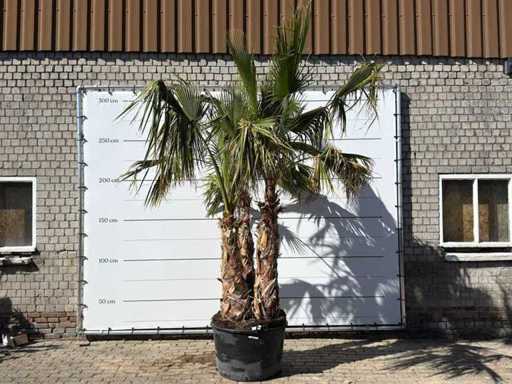 Mexicaanse waaierpalm meerstammig - Washingtonia Robusta - hoogte ca. 290 cm