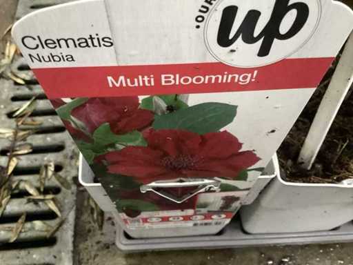 Clematis (20x)