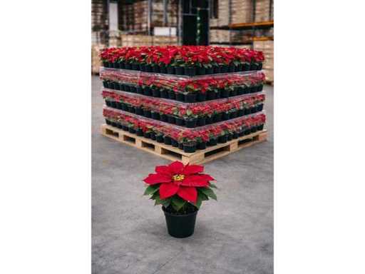 Lot de 350 fleur artificiel pionsetta hauteur 42 cm