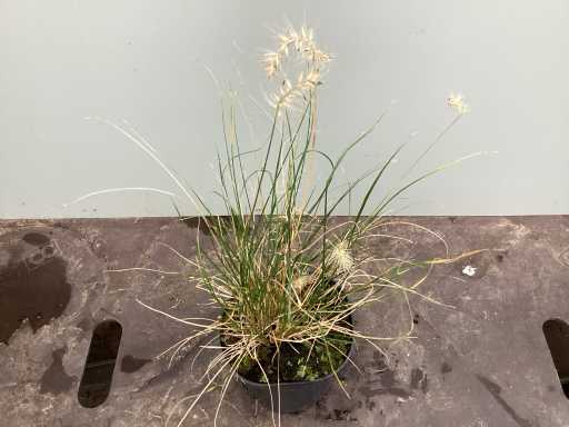 Assortiment grassen - Pennesetum - Carex - Fetuca Glauca - Liriope (x200)