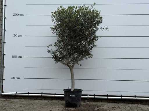 Olive tree Andalucia M - Olea Europaea - approx. 40 years old - height approx. 220 cm