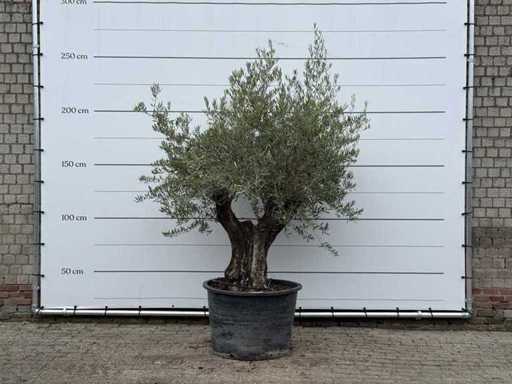 Pelle vecchia dell'ulivo - Olea Europaea - circa 75 anni - altezza circa 240 cm