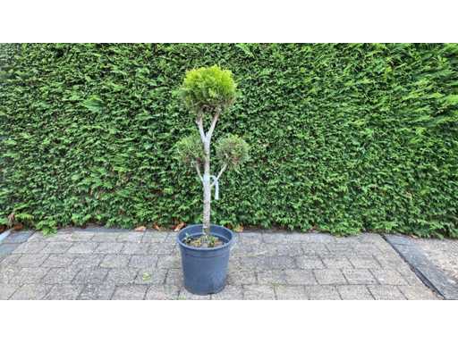 Cypress bonsai Ornamental Tree