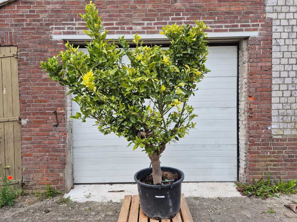 Mandarijnenboom - Citrus Reticulata -  Vrucht- / fruitboom - hoogte ca. 250 cm