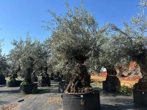 Olijfboom in mand