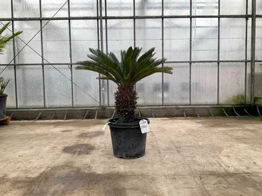 Palmboom (Cycas Revoluta)