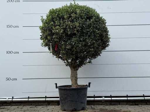 Olive tree spherical L - Olea Europaea L - approx. 40 years old - height approx. 180 cm