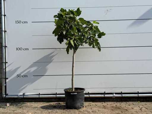 Fig tree - Ficus Carica - height approx. 150 cm