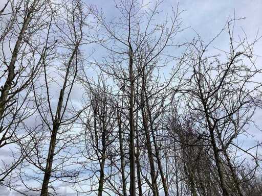 Hornbeam - Topiary tree