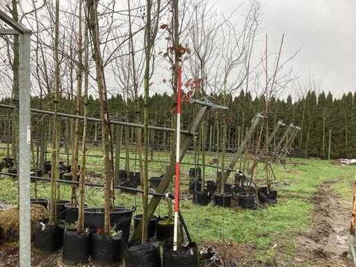 Buk czerwony – drzewo ozdobne