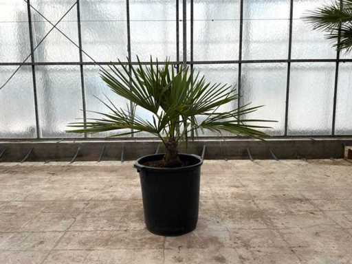 Palma (Trachycarpus fortunei)