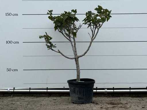 Fico a tronco basso XL - Ficus Carica - altezza circa 150 cm