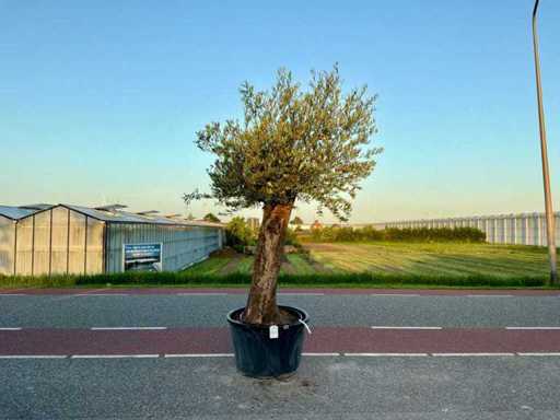 Olijfboom (Olea Europaea Lessini)